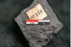 Foto (Detailansicht) von Thinnfeldia gracilis Ettingshausen (NHMW-GEO-2024-0188-10316)